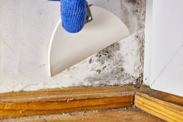 Asbestos and Lead Testing During Mold Inspection in Terry, MS